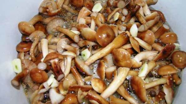 опята маринованные