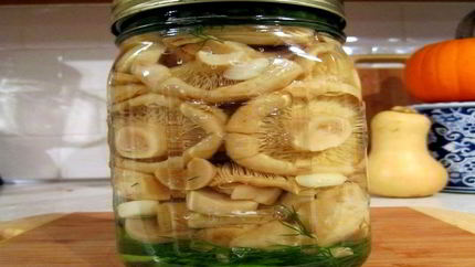 Соление грибов на зиму