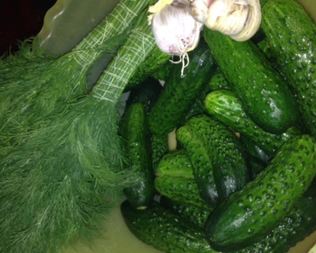 Быстрые малосольные огурцы