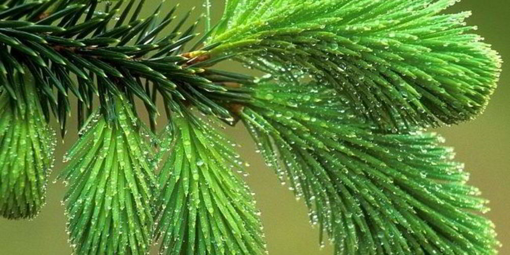 Рецепт варенье из сосновых побегов