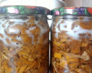 Заготовка лисичек на зиму