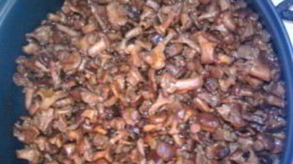 заготовка лисичек на зиму